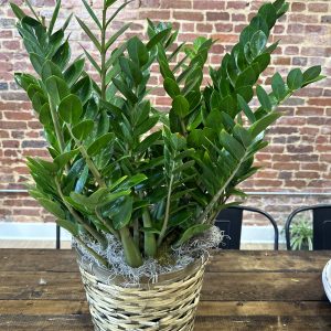 10" ZZ Plant