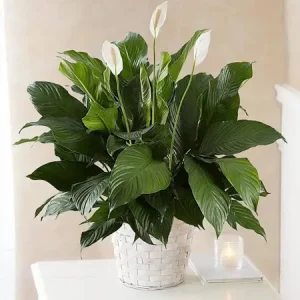 Peace Lily - Medium