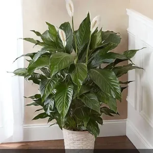 Peace Lily - Large