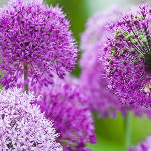 Perfectly Purples