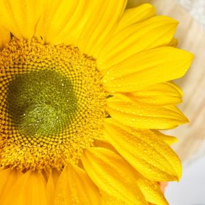 Youthful Yellows