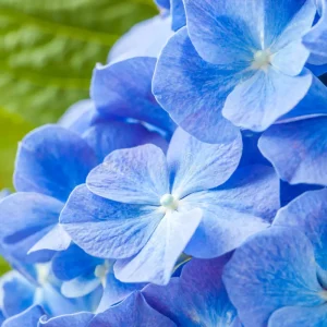 Brilliant Blues