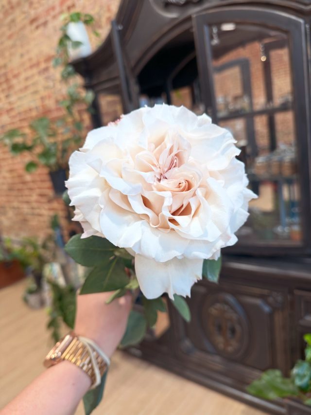 Say hello to the new Powder Puff Garden Rose 😍 

Released this past spring 2026, this is the most sought after garden rose in the floral industry at the moment AND WE HAVE SOME IN STOCK💕

The softness of peachy pink tints with the most sweet floral aroma is definitely #springvibes! 🌸🍑✨🍓🌼
#gardenrose #powderpuff
