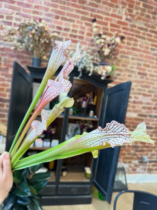 The Swamp Lily Sarracenia 
  a•k•a the pitcher plant 🌱 
 
😍 This stunning, carnivorous plant just found its way into the most elegant floral arrangement and created a whole new vibe✨ #pitcherplant #swamplily #floralvibes